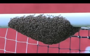 Bees on Crossbar