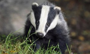 Badger cull ends